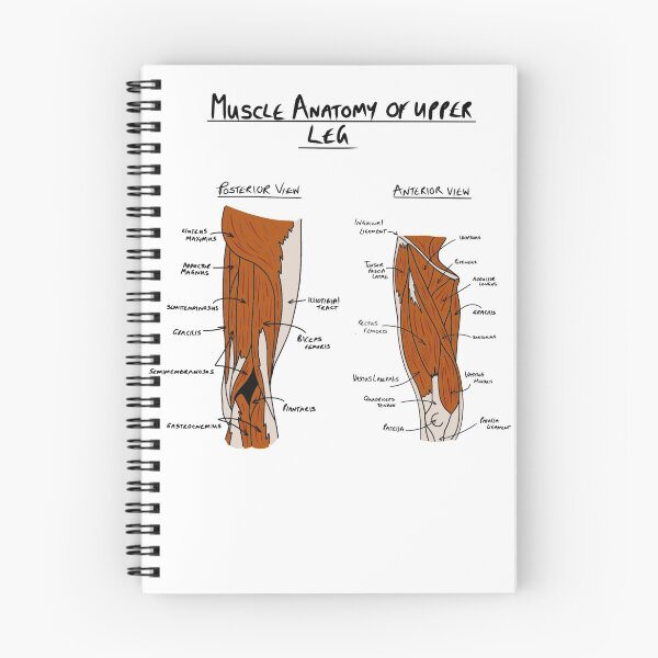 Item preview, Anatomy of upper leg muscles  designed and sold by faolansforge.