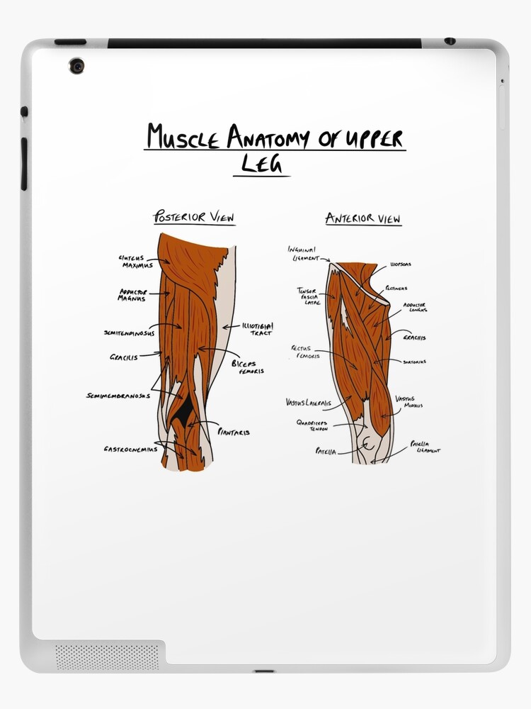 Muscles of the upper leg