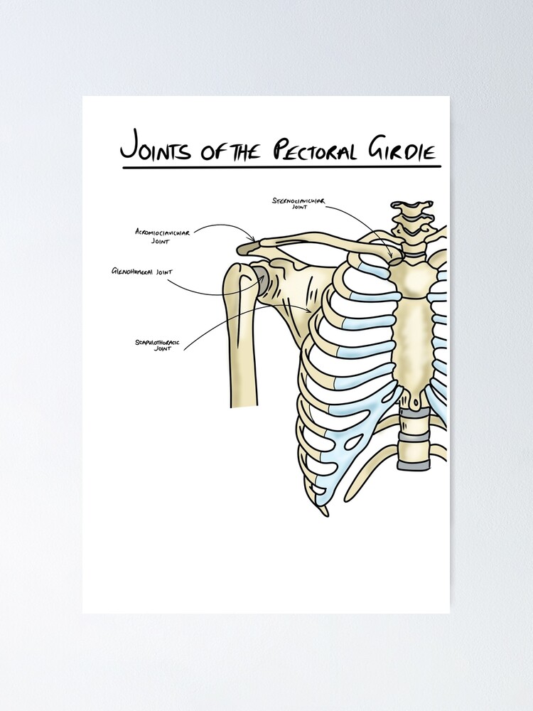 Joints of the pectoral girdle  Poster for Sale by faolansforge