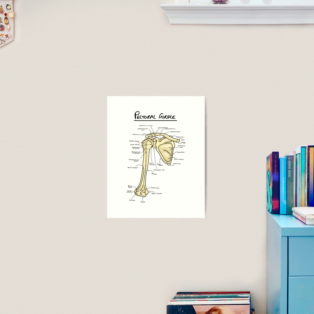 Pectoral girdle anatomy diagram  Photographic Print for Sale by  faolansforge