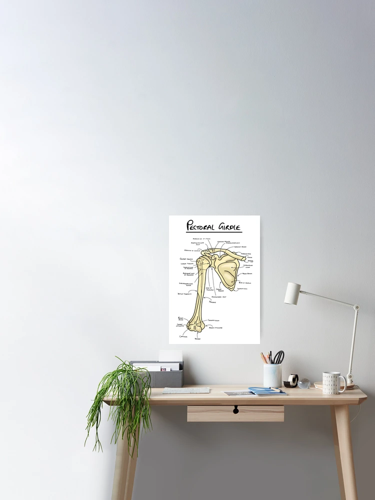 Pectoral girdle anatomy diagram  Poster for Sale by faolansforge