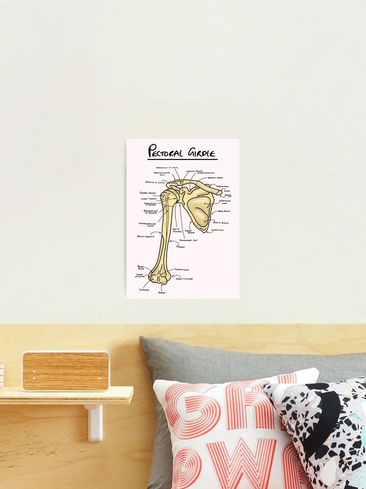 Joints of the pectoral girdle  Poster for Sale by faolansforge