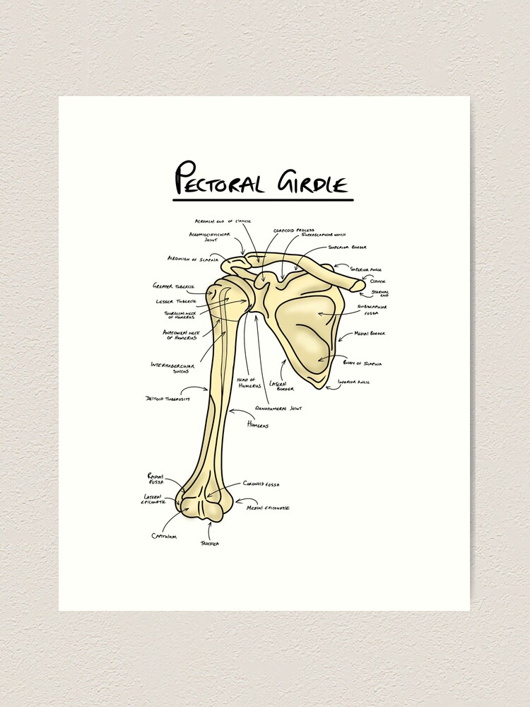 Pectoral girdle anatomy diagram  Photographic Print for Sale by  faolansforge