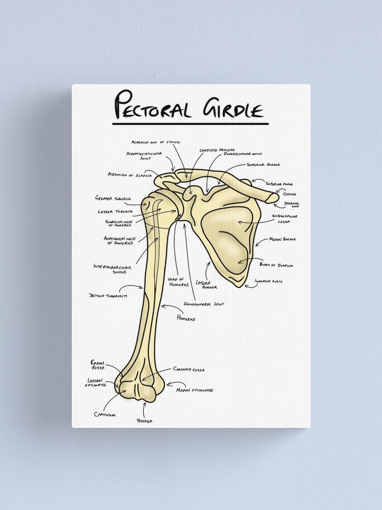 Pectoral girdle anatomy diagram  Canvas Print for Sale by faolansforge