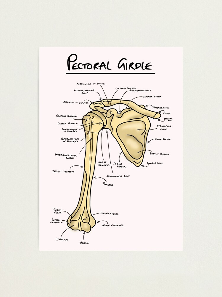 Pectoral Girdle 1 of 2 by havvasweb on DeviantArt