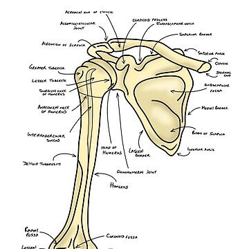 Pectoral girdle anatomy diagram  Canvas Print for Sale by