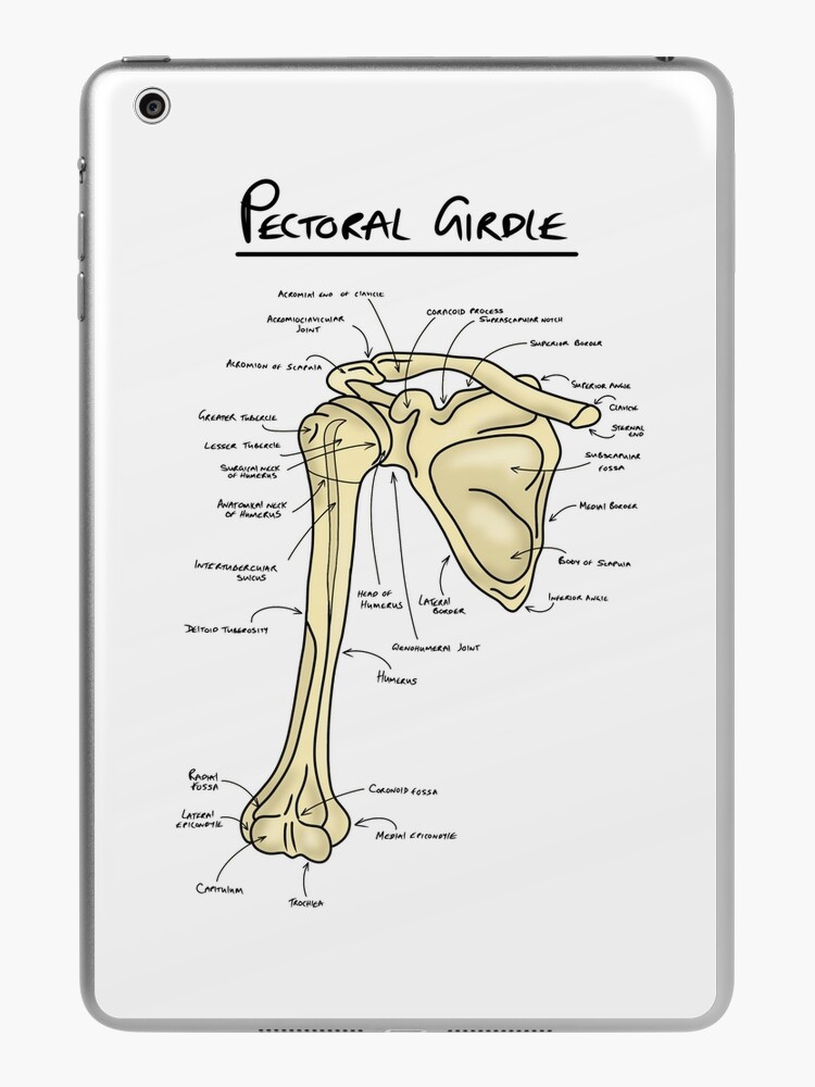 Pectoral girdle anatomy diagram | Poster