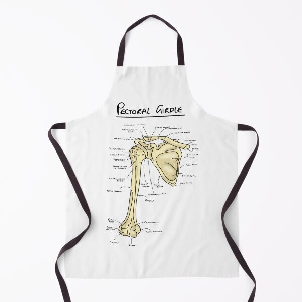 Item preview, Pectoral girdle anatomy diagram designed and sold by faolansforge.