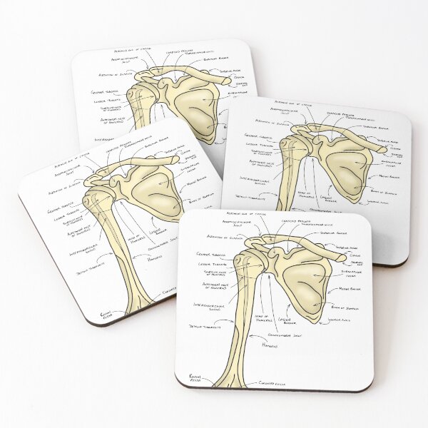 Item preview, Pectoral girdle anatomy diagram  designed and sold by faolansforge.