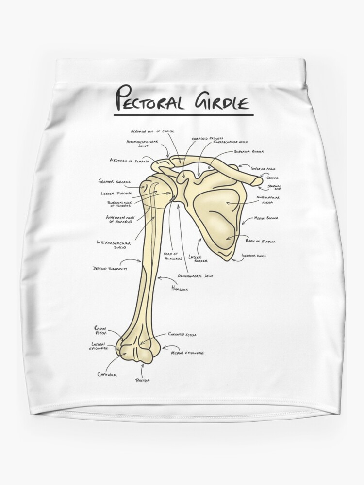 Pectoral girdle anatomy diagram  Canvas Print for Sale by faolansforge