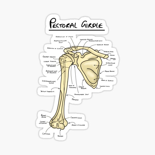 Joints of the pectoral girdle  Poster for Sale by faolansforge