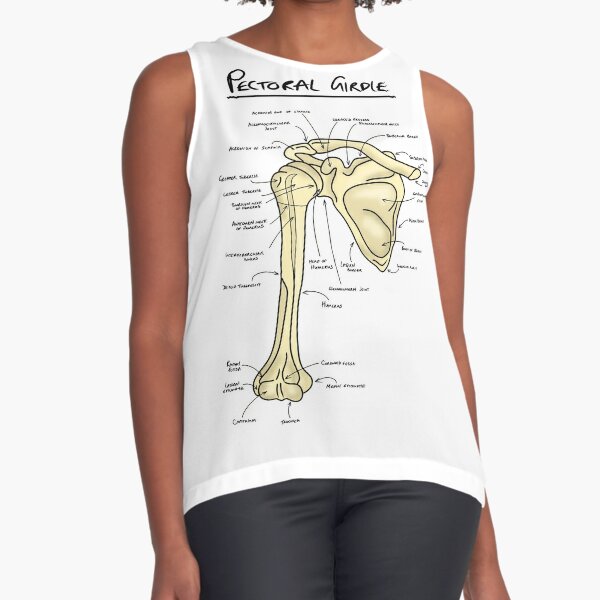 Pectoral girdle anatomy diagram  Poster for Sale by faolansforge