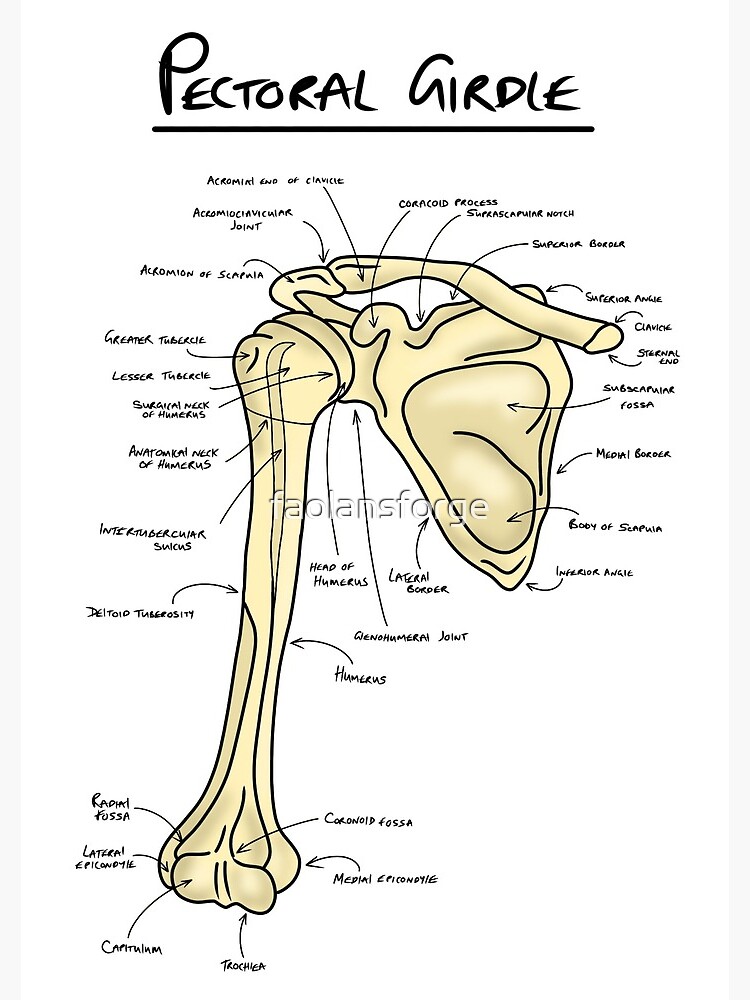 Scapula anatomy  Sticker for Sale by faolansforge
