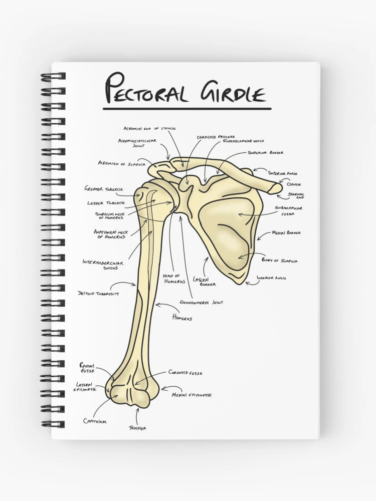 Pectoral girdle anatomy diagram  Spiral Notebook for Sale by faolansforge