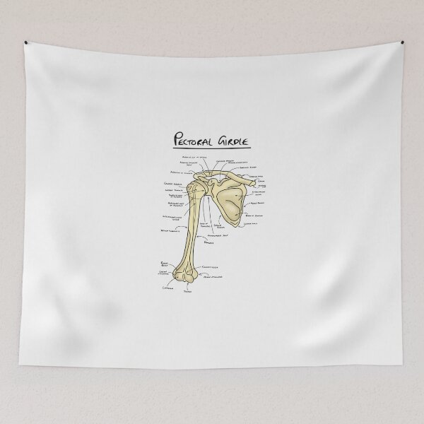 Item preview, Pectoral girdle anatomy diagram  designed and sold by faolansforge.