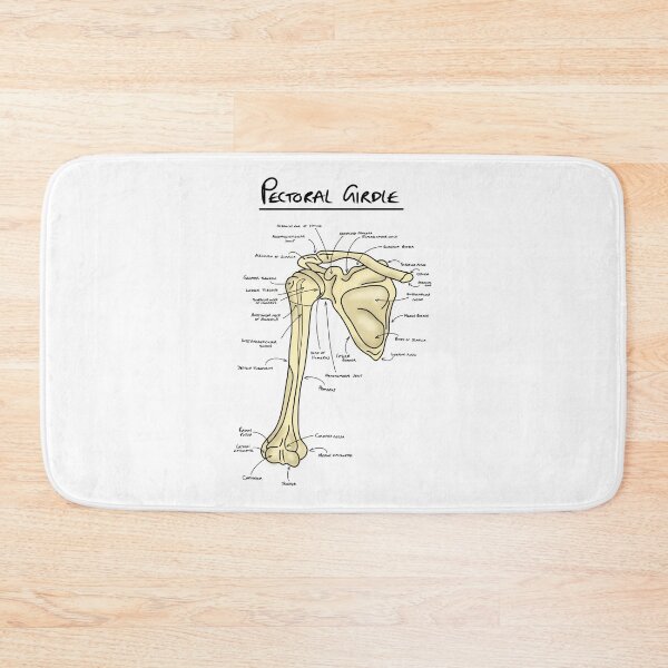 Item preview, Pectoral girdle anatomy diagram  designed and sold by faolansforge.