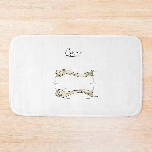 Item preview, Clavicle anatomy  designed and sold by faolansforge.