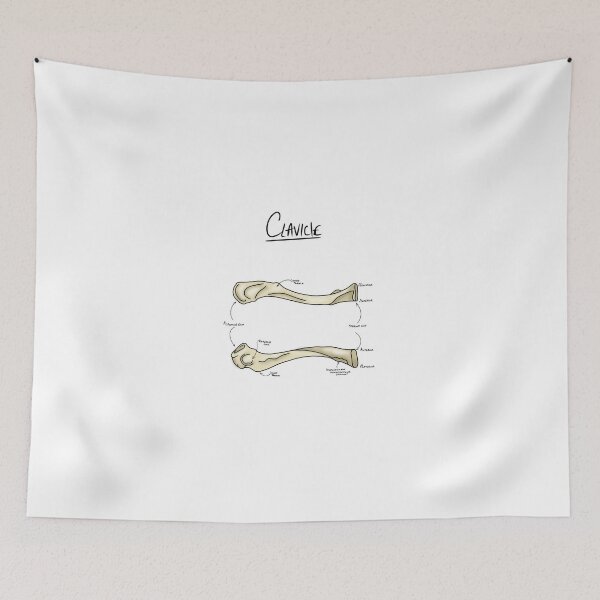 Item preview, Clavicle anatomy  designed and sold by faolansforge.