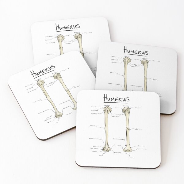Item preview, Humerus anatomy  designed and sold by faolansforge.