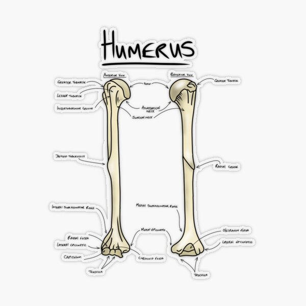 Labeled Humerus bone Diagram