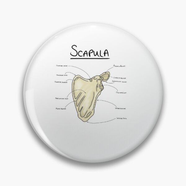 Scapula anatomy  Greeting Card for Sale by faolansforge