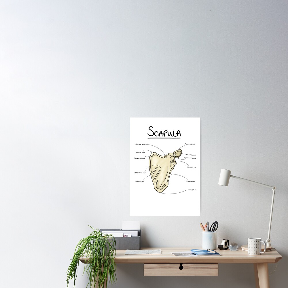 Scapula anatomy  Greeting Card for Sale by faolansforge