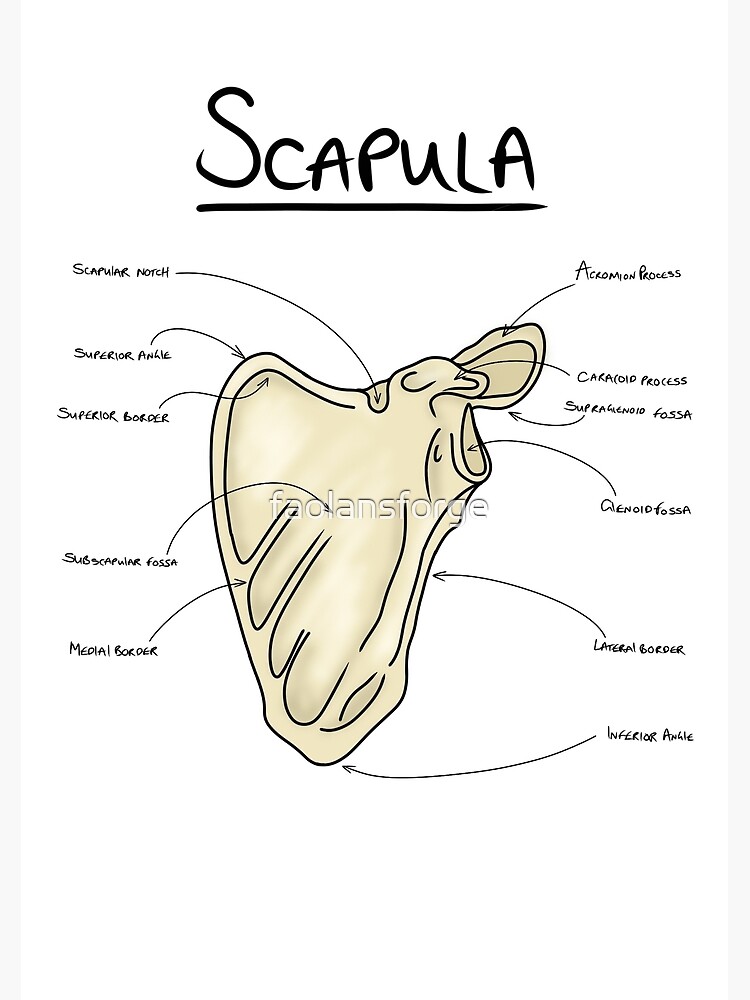 Scapula anatomy  Greeting Card for Sale by faolansforge