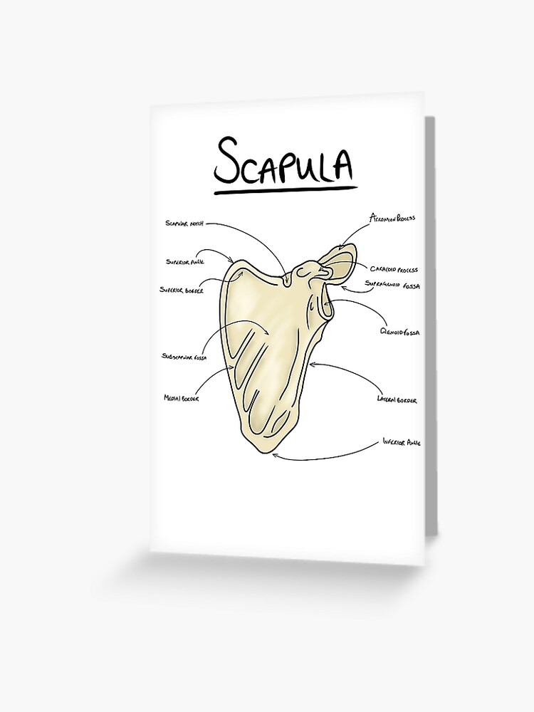 Scapula anatomy  Greeting Card for Sale by faolansforge