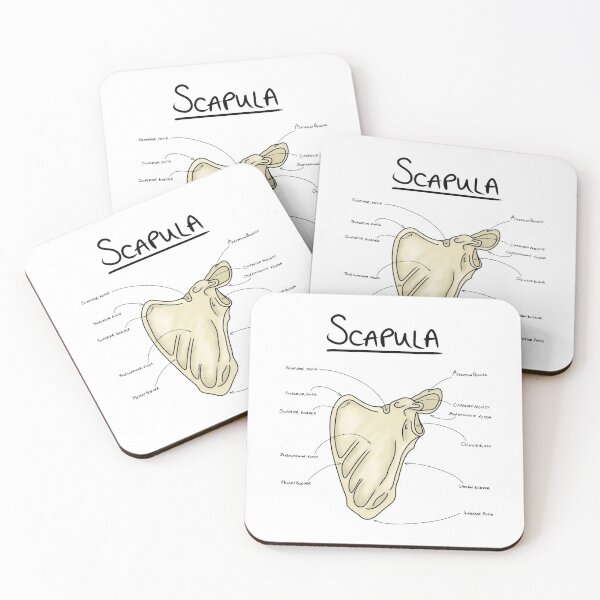 Item preview, Scapula anatomy  designed and sold by faolansforge.