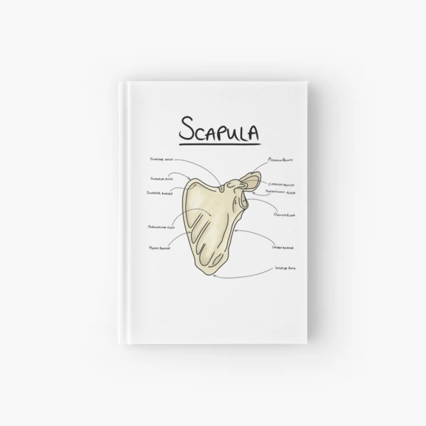 Pectoral girdle anatomy diagram  Poster for Sale by faolansforge