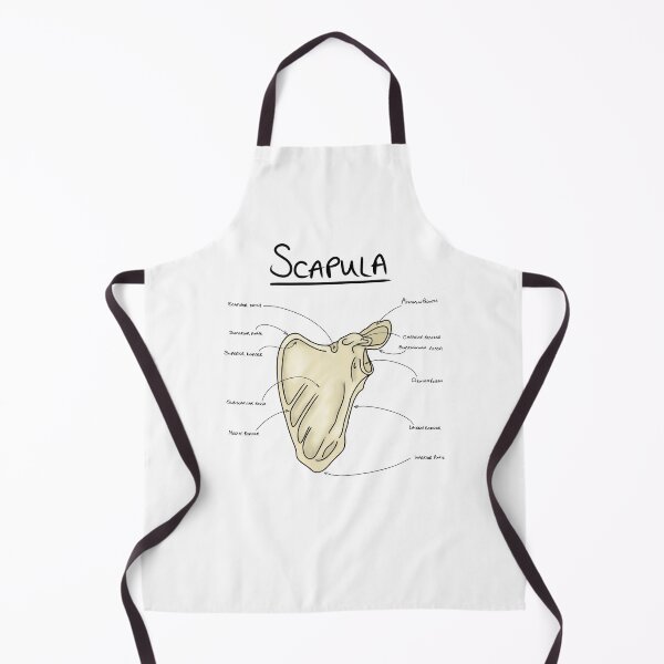 Item preview, Scapula anatomy designed and sold by faolansforge.