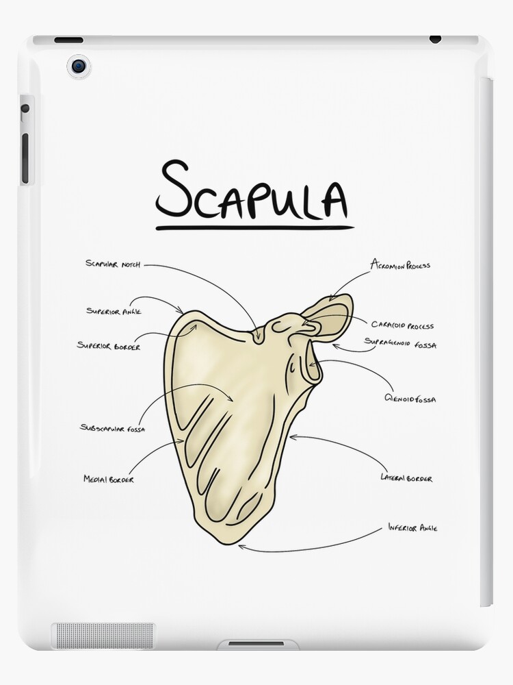 Scapula anatomy  Greeting Card for Sale by faolansforge