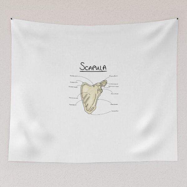Item preview, Scapula anatomy  designed and sold by faolansforge.