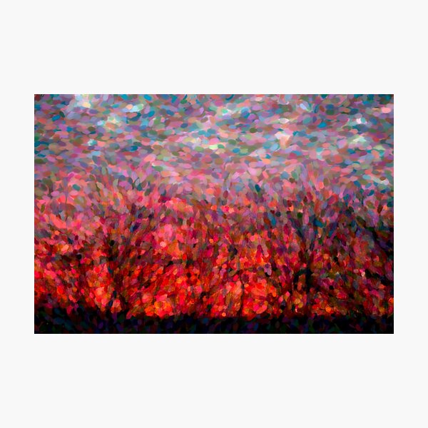 Warm Winter Sky Photographic Print