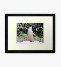 Fairy Penguin Framed Print