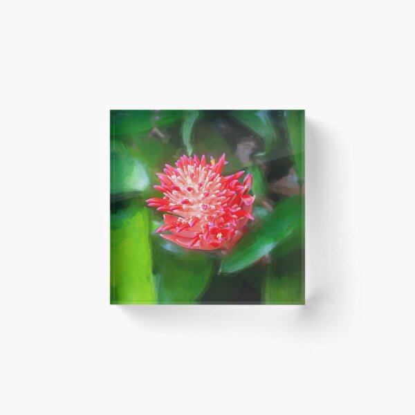Item preview, Flowering Bromeliads Red Guzmania  designed and sold by RichFrancoCars.