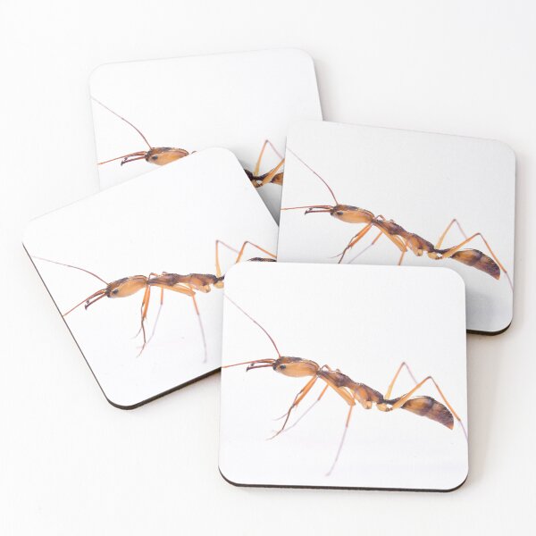 Item preview, Odontomachus hastatus designed and sold by BaptisteBen.