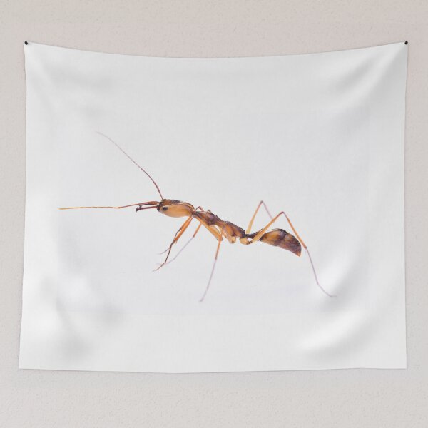 Item preview, Odontomachus hastatus designed and sold by BaptisteBen.