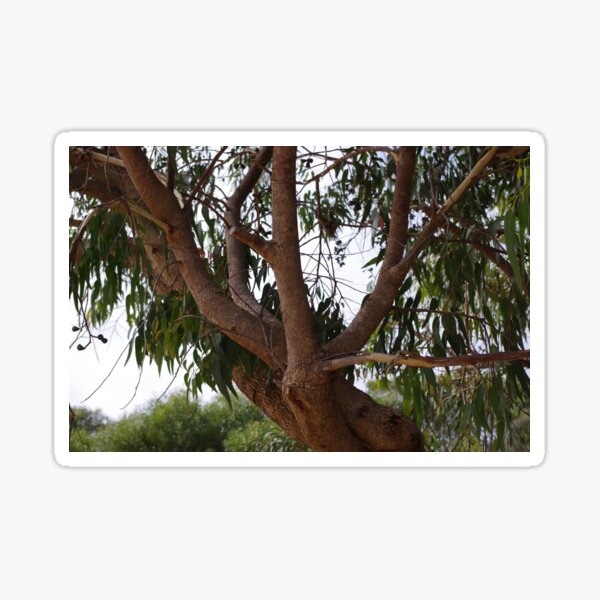 Nature's Uniqueness Sticker