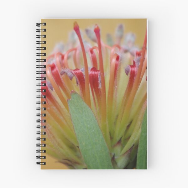 Item preview, 'Sincere' Leucospermum (2) designed and sold by davidjc.