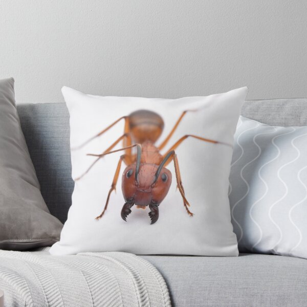 Item preview, Camponotus conspicuus designed and sold by BaptisteBen.