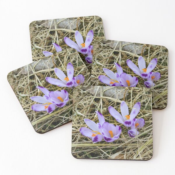 Item preview, Spring crocus among dry grass and dry ferns in spring designed and sold by Mahirov Shop.