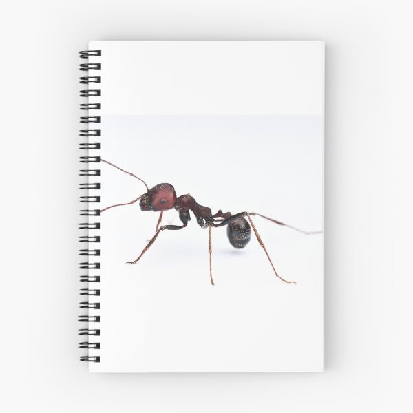 Item preview, Messor cephalotes designed and sold by BaptisteBen.