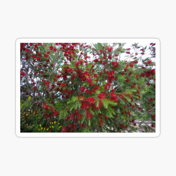 Callistemon in Flower Sticker