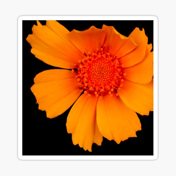Item preview, Happy Flower  designed and sold by Geoff Treagus.