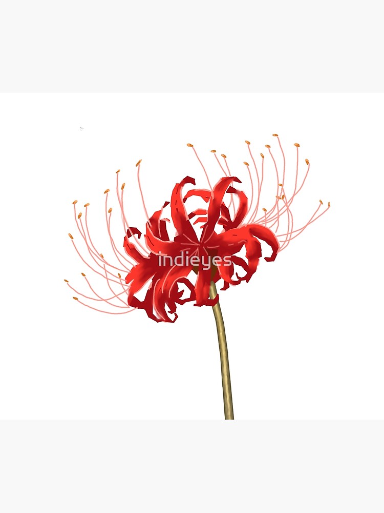 Red spider lilyFlower Challenge  Yaoi Worshippers Amino