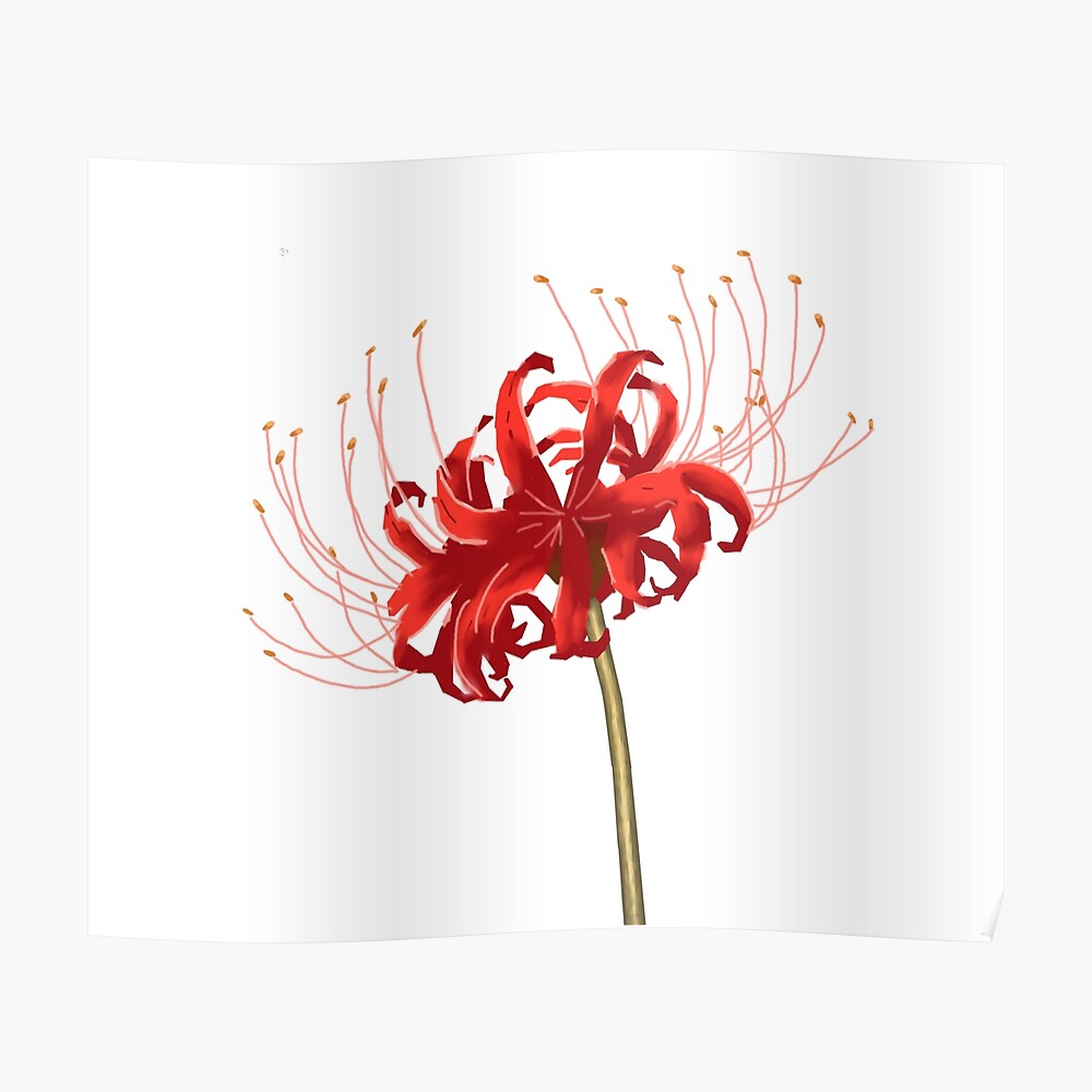 Red Spider Lily png images  PNGEgg