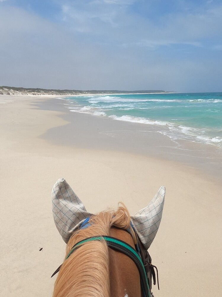 Horse on the beach by Talesofthetrail
