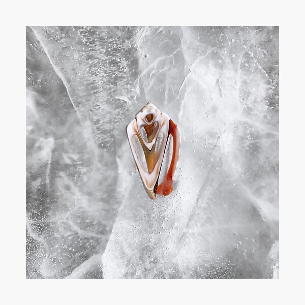 Cryogenesis VI Photographic Print