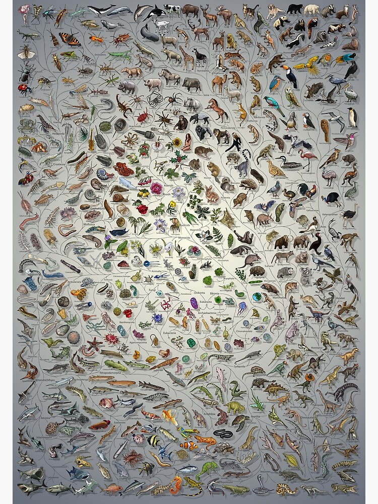 Tree of Life Poster - Animal and Plant Evolution - Colour (Scientific Annotations others available) Fade by EvolutionPoster